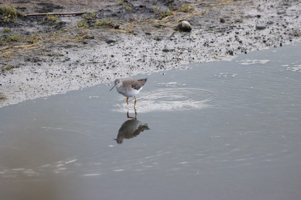 Lesser Yellowlegs - ML384722601