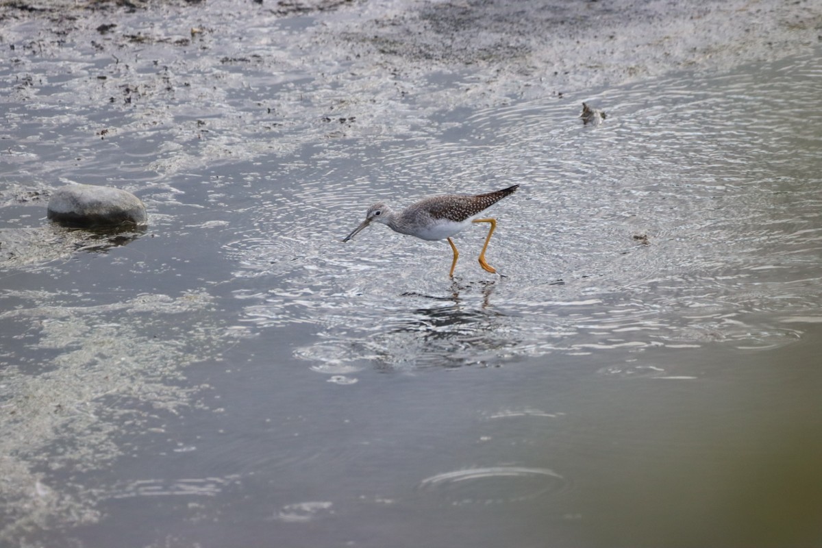 Lesser Yellowlegs - Barbara Hostetler