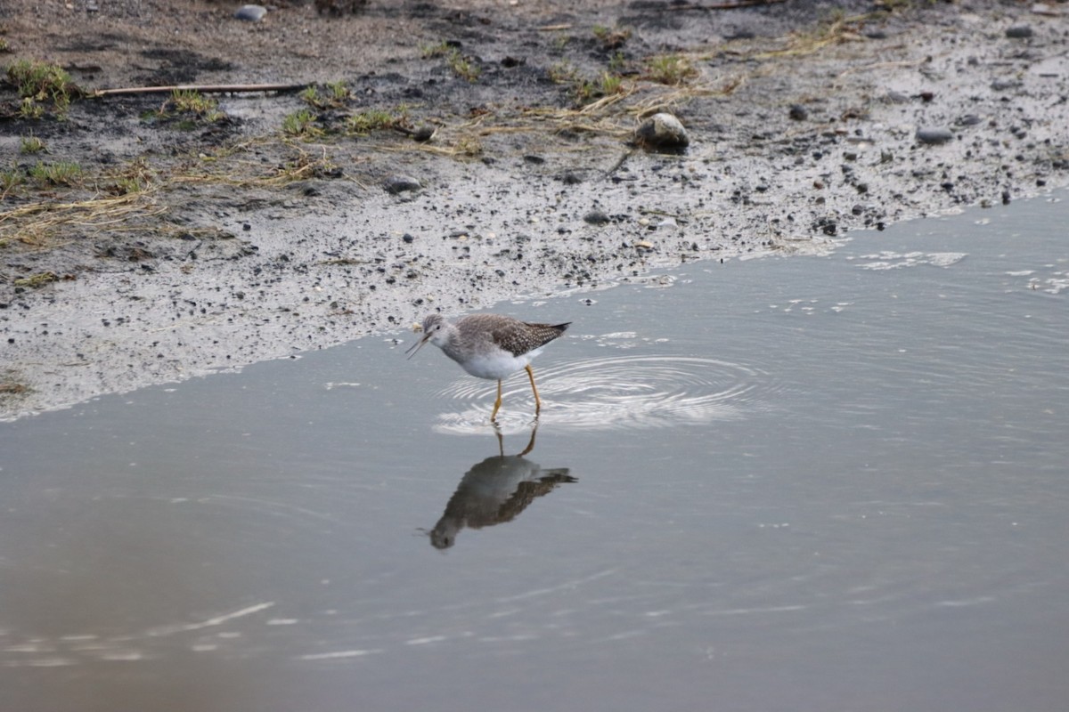 Lesser Yellowlegs - ML384722621