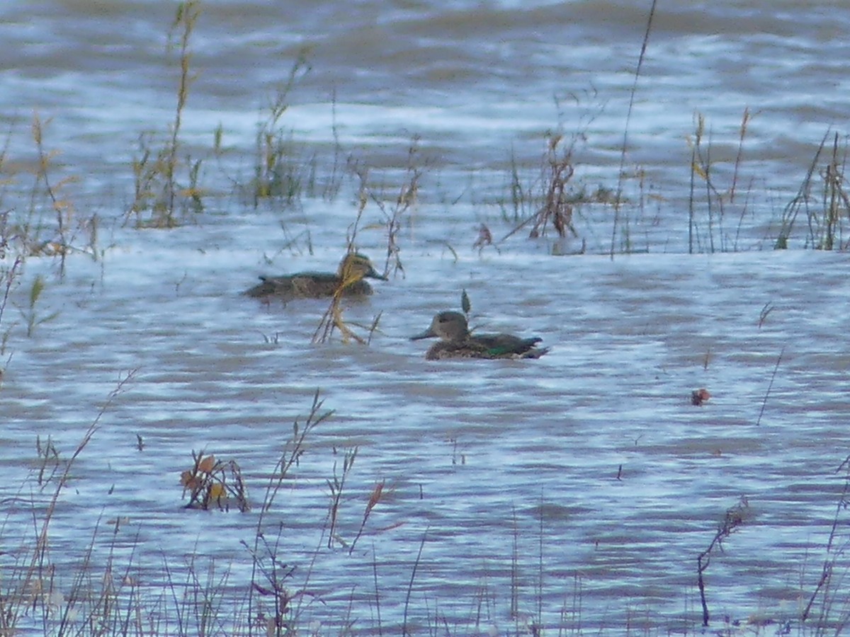 Green-winged Teal - ML384722701