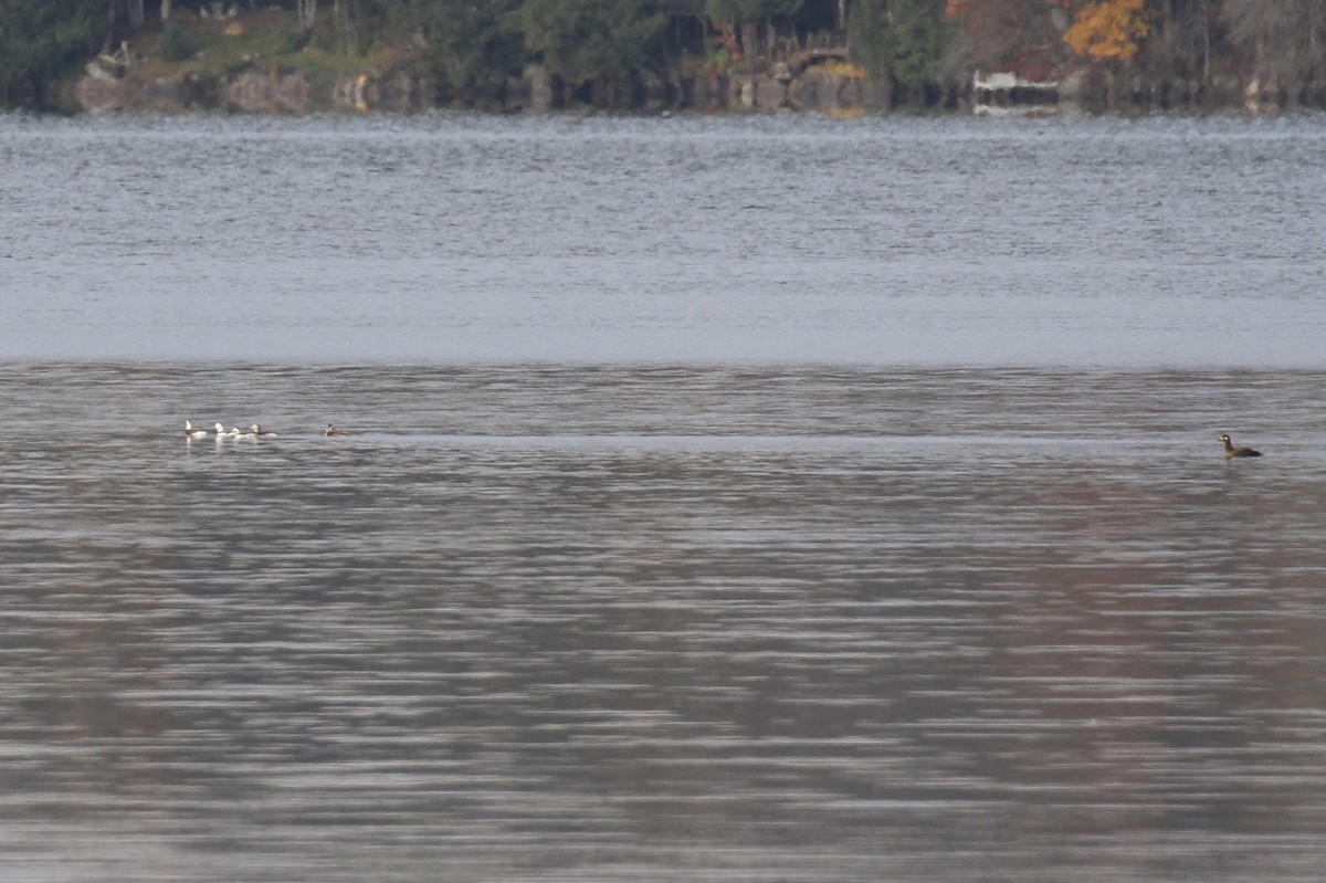 Long-tailed Duck - ML384724741