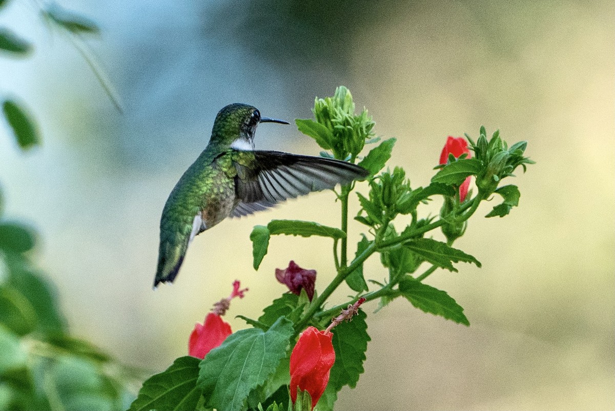 Ruby-throated Hummingbird - ML384725091