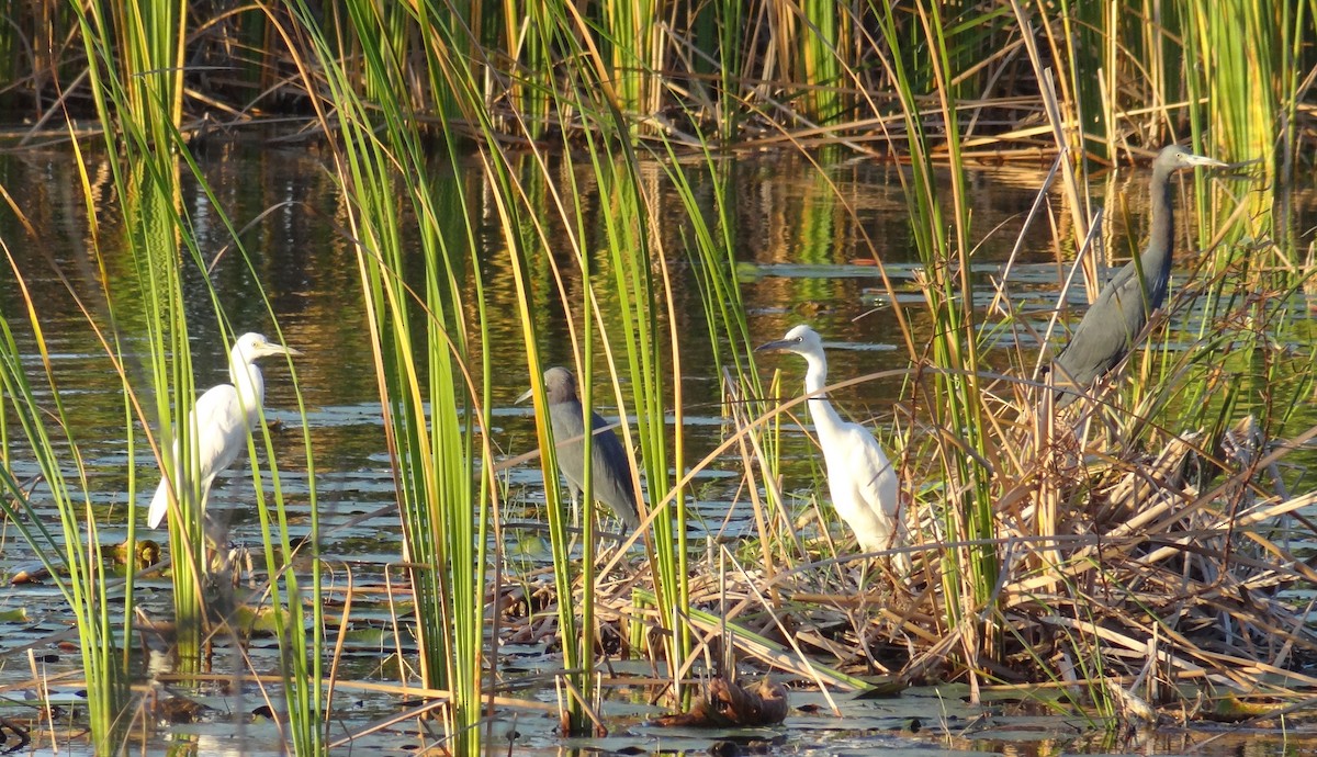 Little Blue Heron - ML38472601