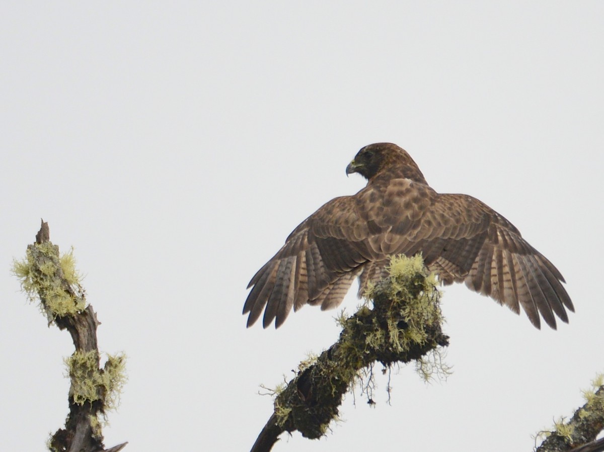 Hawaiian Hawk - ML38472991