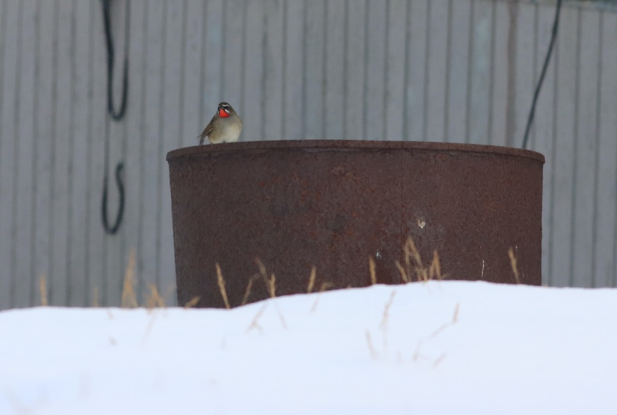 Siberian Rubythroat - John Diener