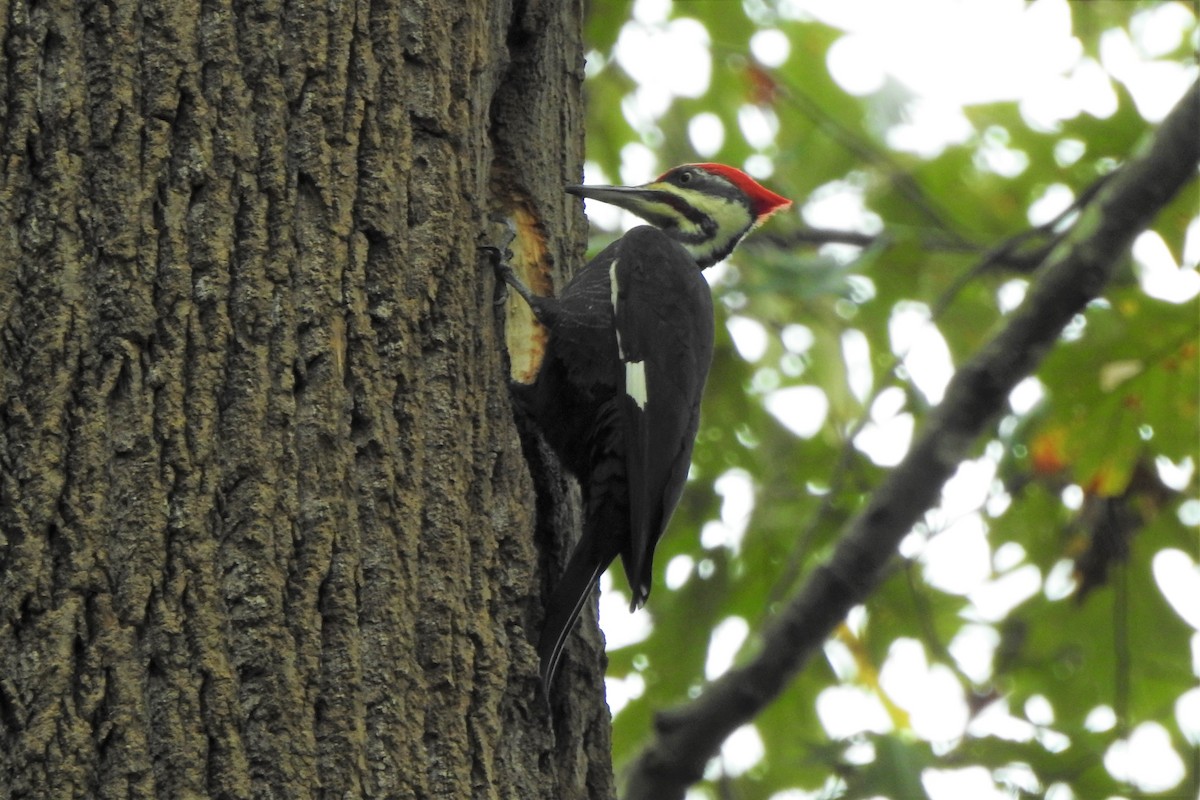 Pileated Woodpecker - ML384730891