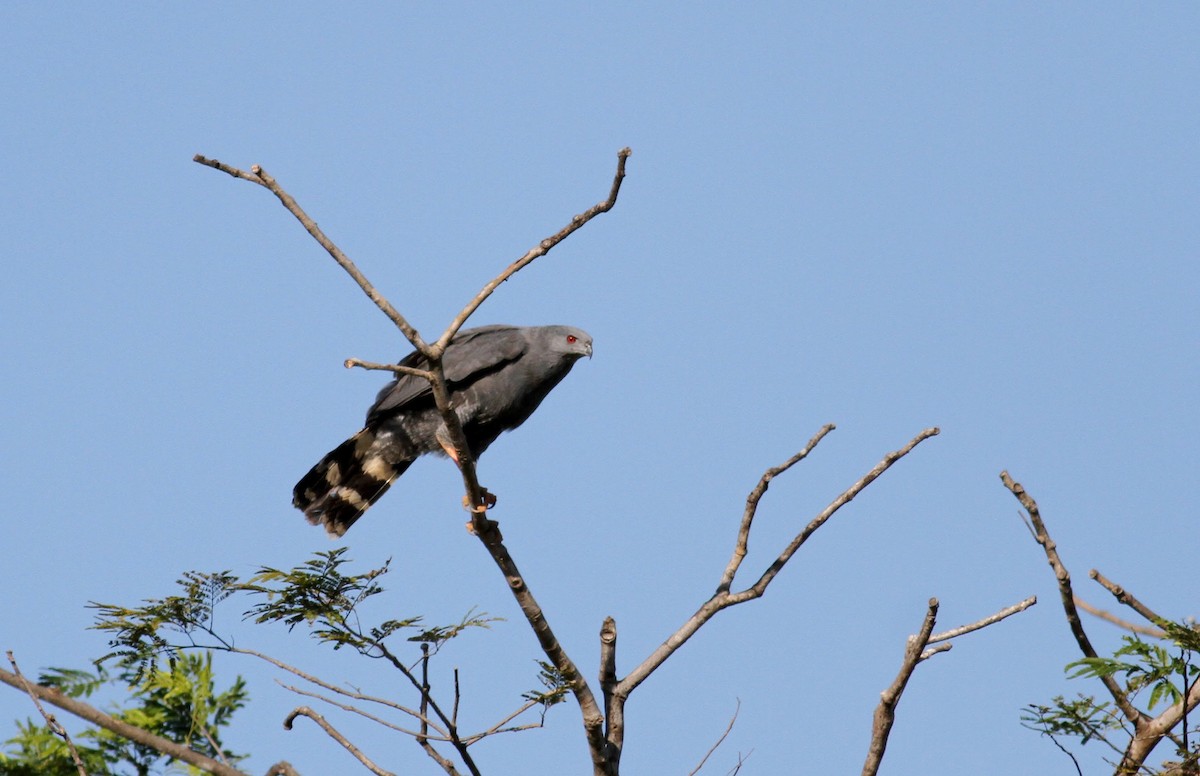 Журавлиный коршун (caerulescens) - ML38473101