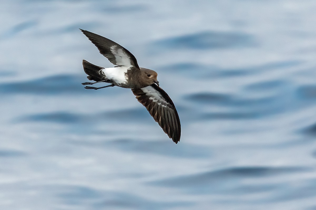 Black-bellied Storm-Petrel - ML384731051