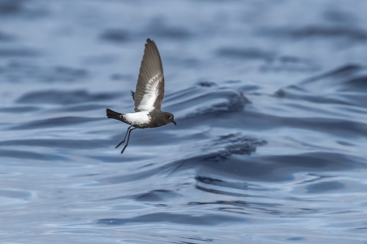 Black-bellied Storm-Petrel - ML384731071