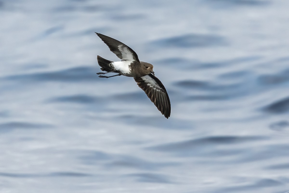 Black-bellied Storm-Petrel - ML384731091