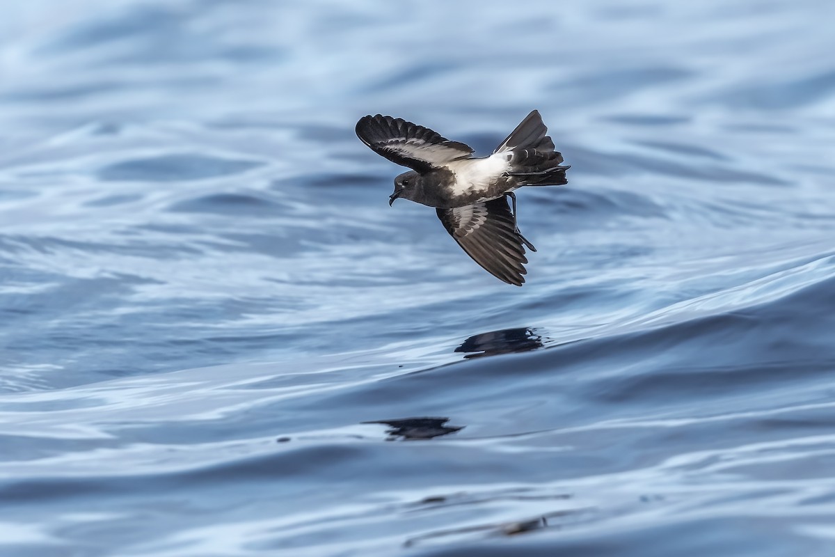 Black-bellied Storm-Petrel - ML384731101