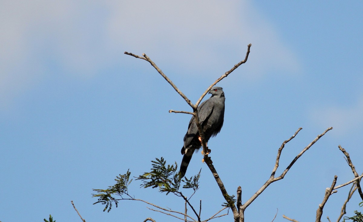 Azor Zancón (caerulescens) - ML38473111