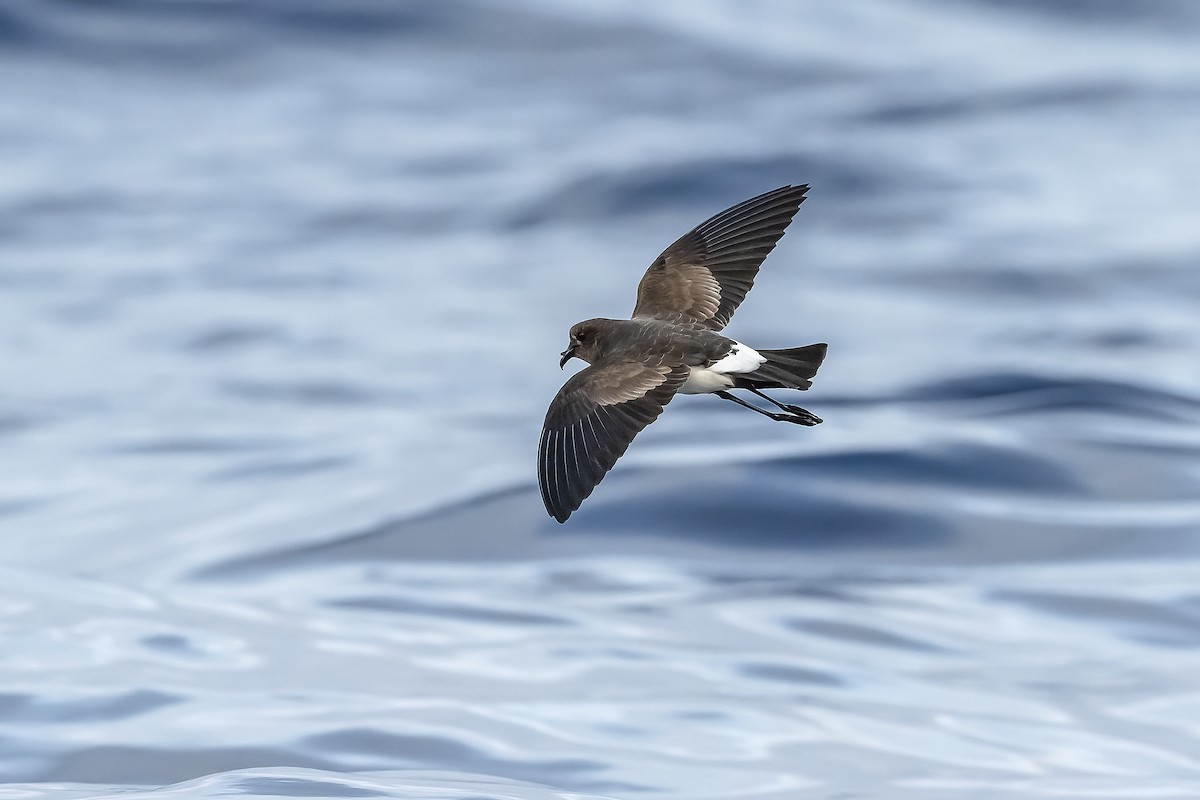 Black-bellied Storm-Petrel - ML384731111