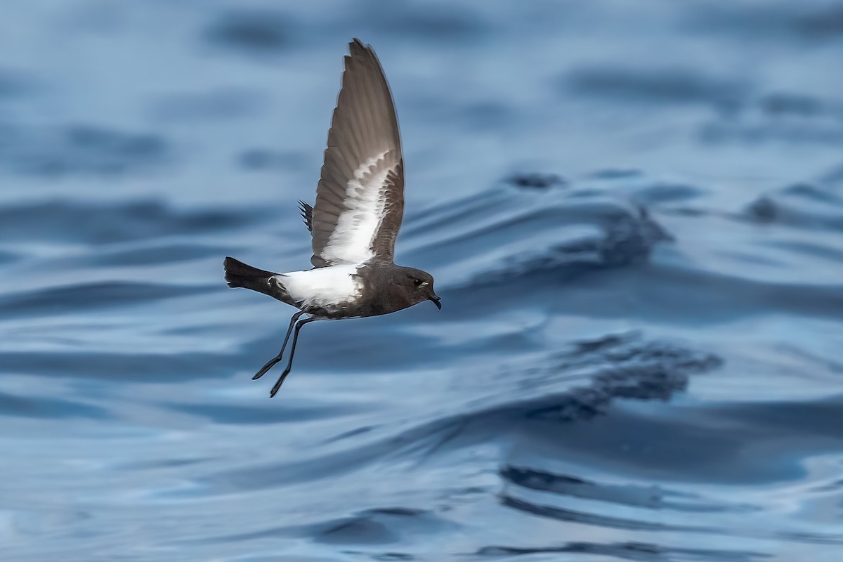 Black-bellied Storm-Petrel - ML384731121