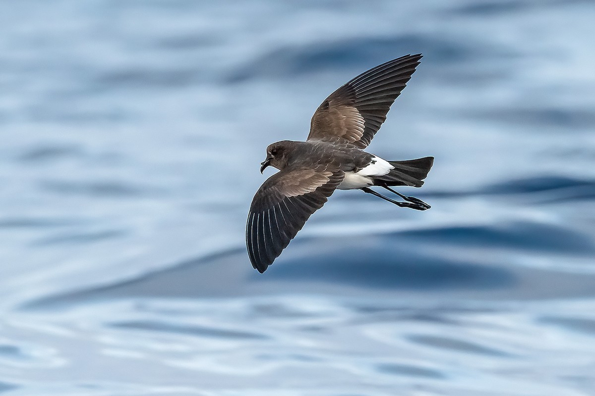 Black-bellied Storm-Petrel - ML384731131