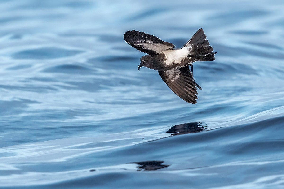 Black-bellied Storm-Petrel - ML384731141