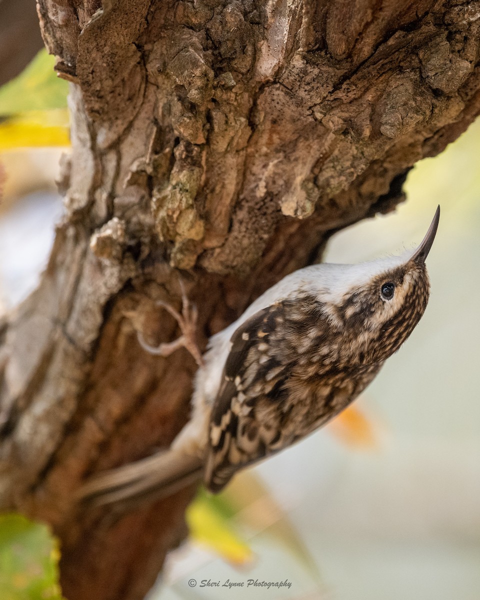 Brown Creeper - Sheri Thompson