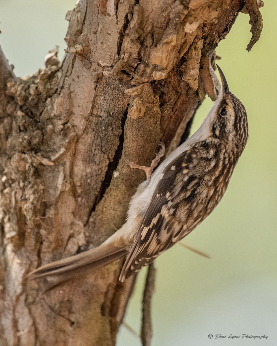 Brown Creeper - Sheri Thompson