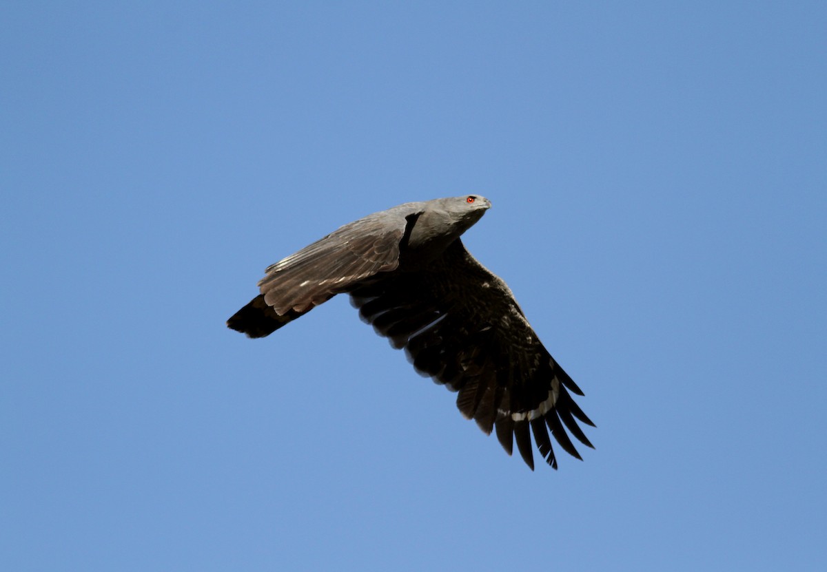 tranevåk (caerulescens) - ML38473141