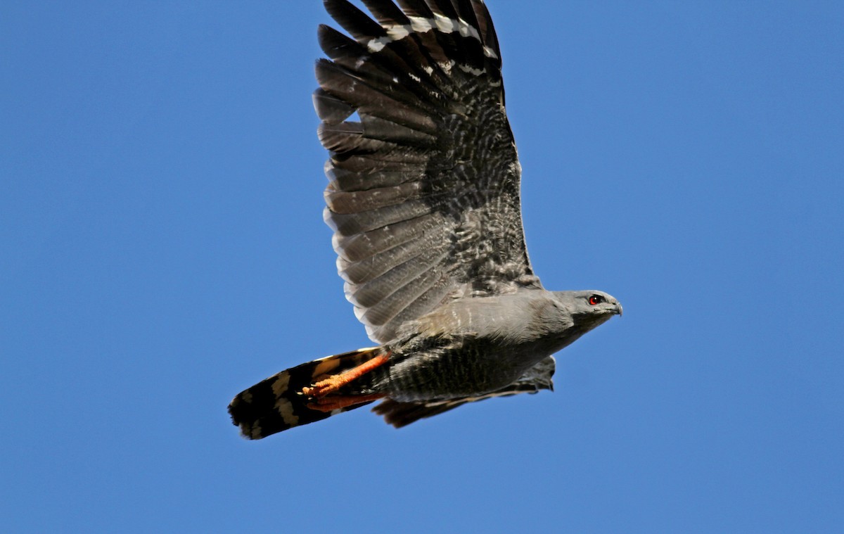 Яструб-довгоніг (підвид caerulescens) - ML38473181