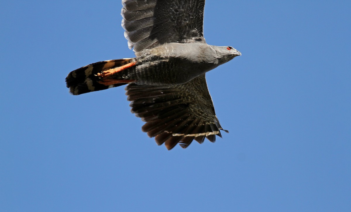 Crane Hawk (Gray) - Jay McGowan