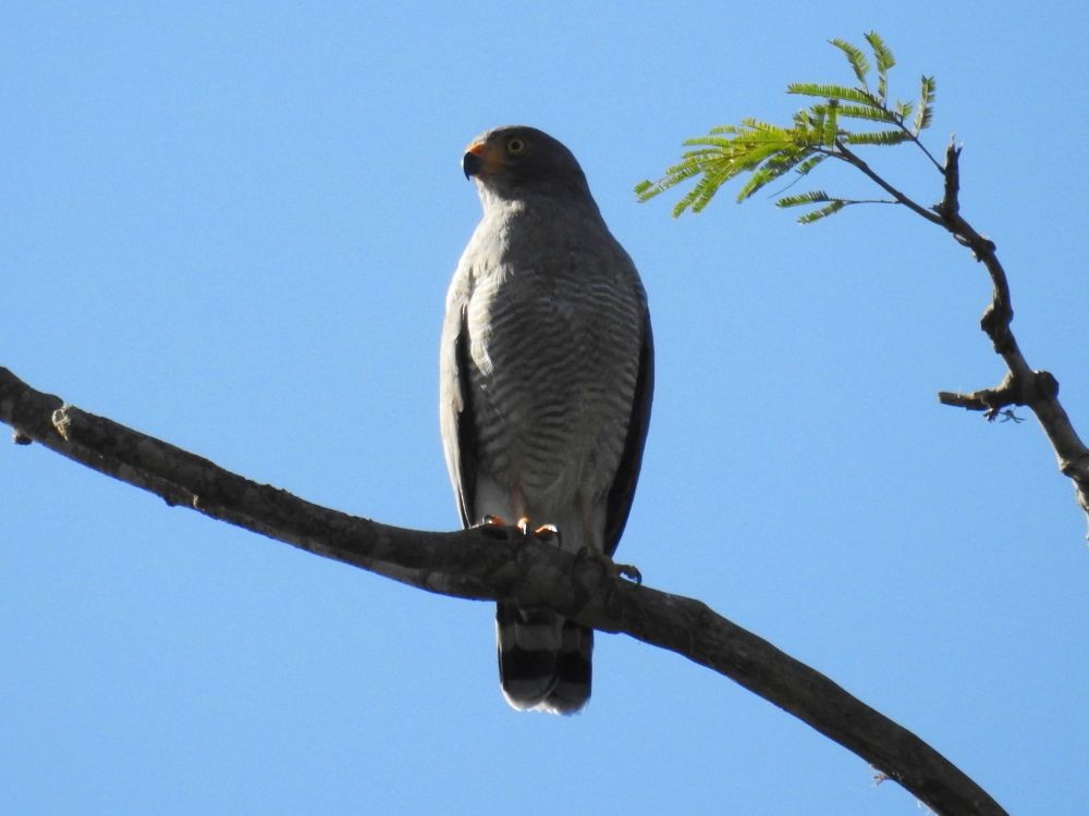 Roadside Hawk - ML384732131