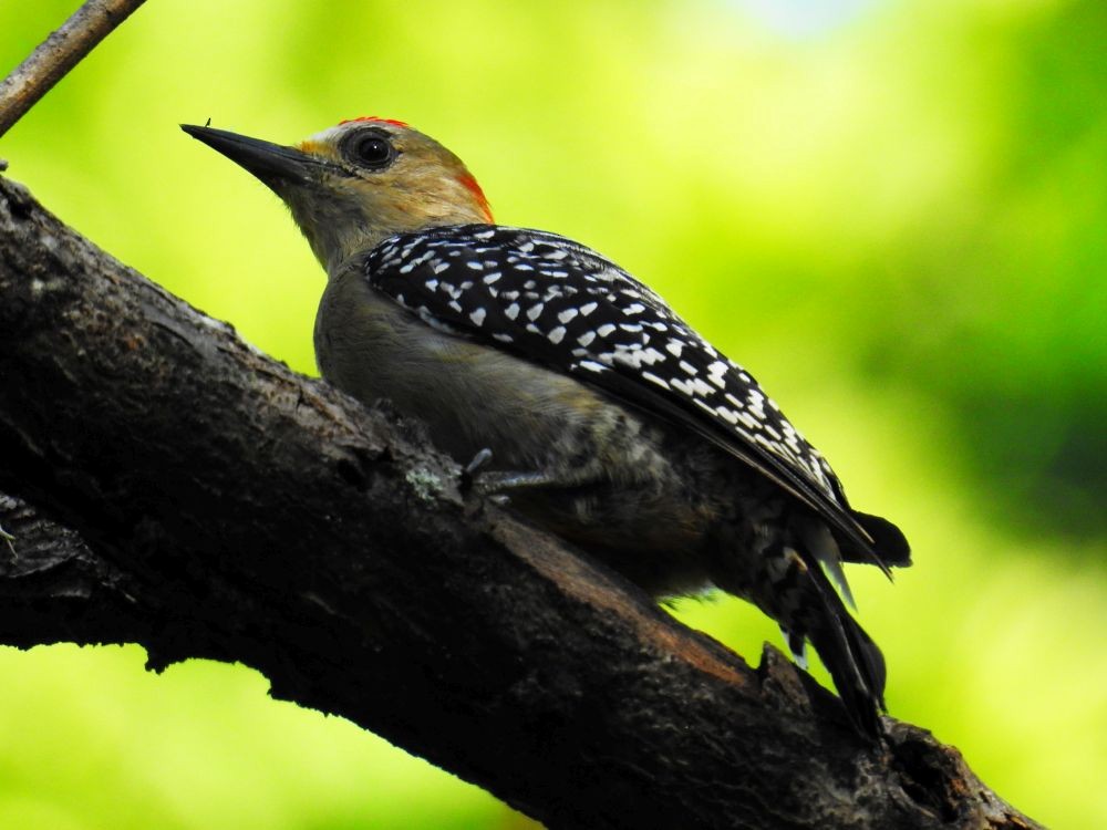 Red-crowned Woodpecker - Fernando Nunes