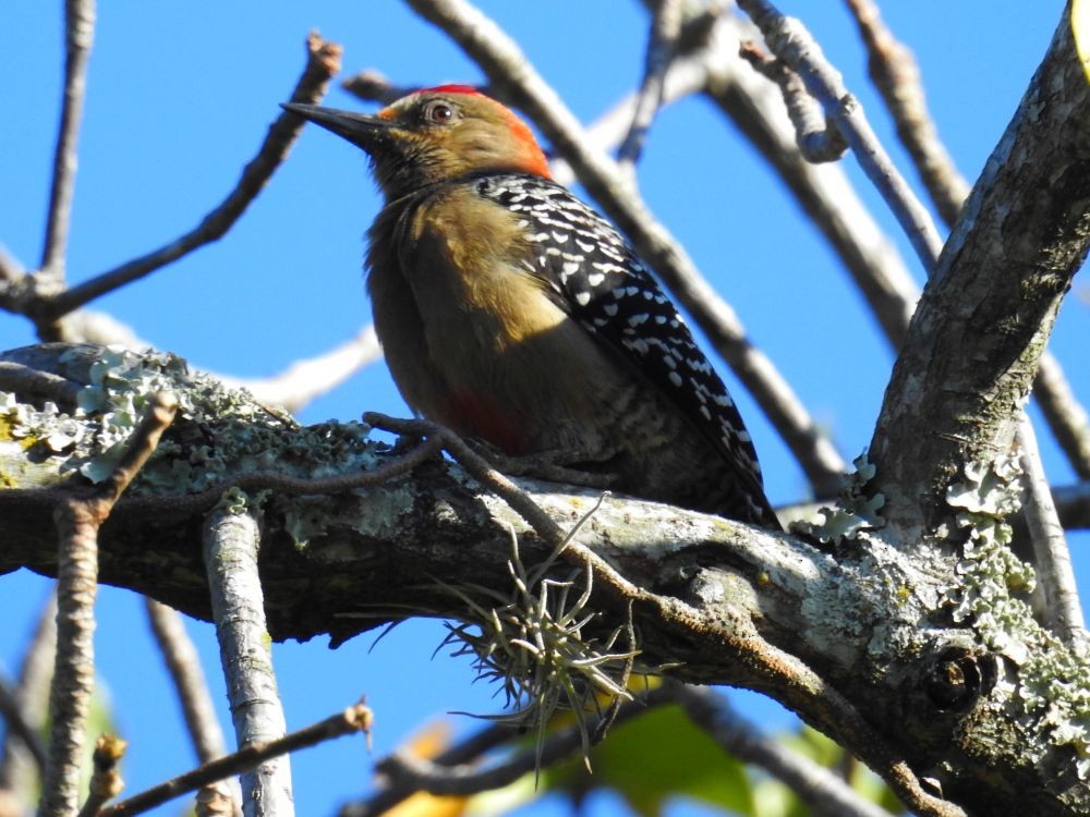 Red-crowned Woodpecker - Fernando Nunes