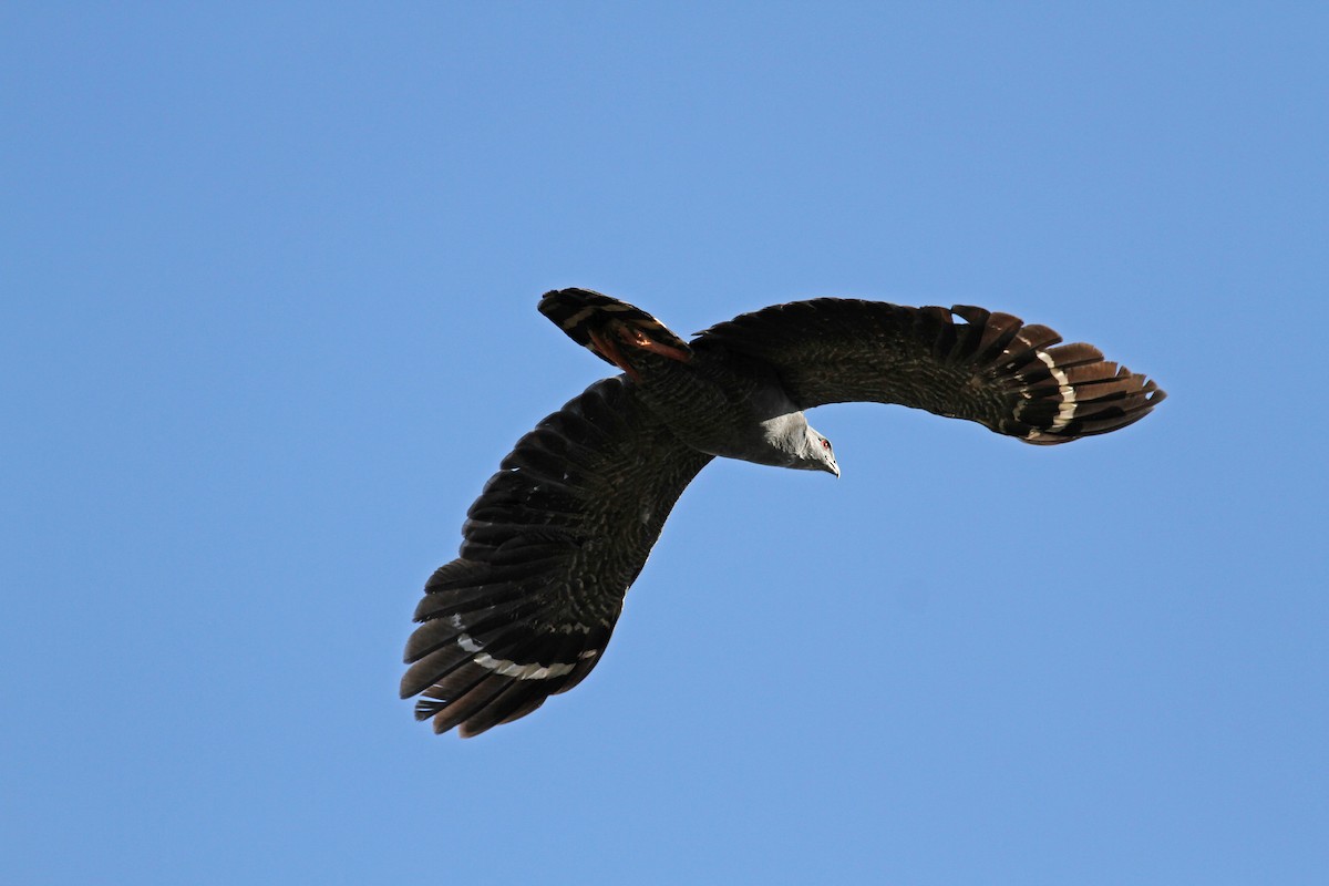 tranevåk (caerulescens) - ML38473231