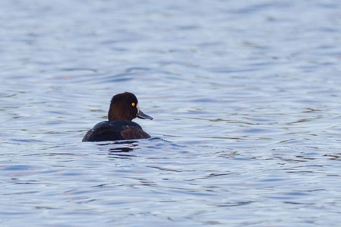 Greater Scaup - ML384732391
