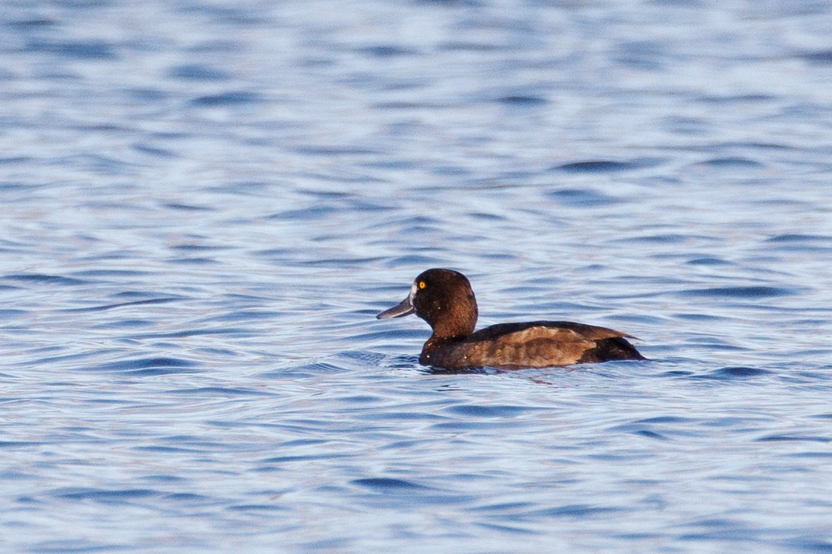 Greater Scaup - ML384732401