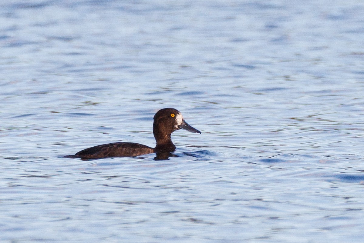 Greater Scaup - ML384732411