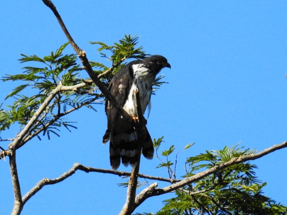 Gray-headed Kite - Fernando Nunes