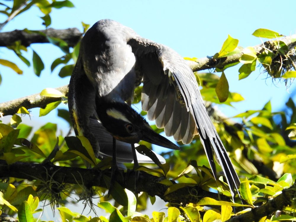 Yellow-crowned Night Heron - ML384732541