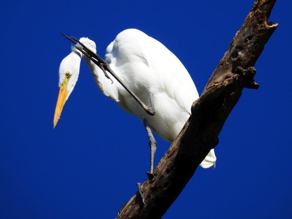 Great Egret - ML384732671