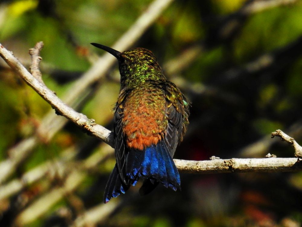 Copper-rumped Hummingbird - Fernando Nunes