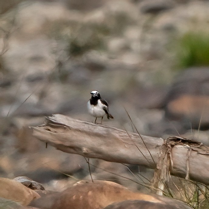White Wagtail (Hodgson's) - ML384733031