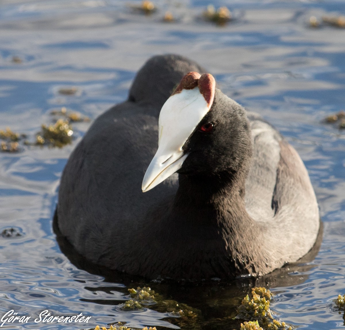 Red-knobbed Coot - ML384733071