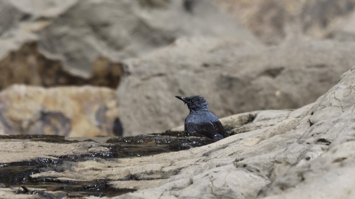 Цэнхэр жижир - ML384733621