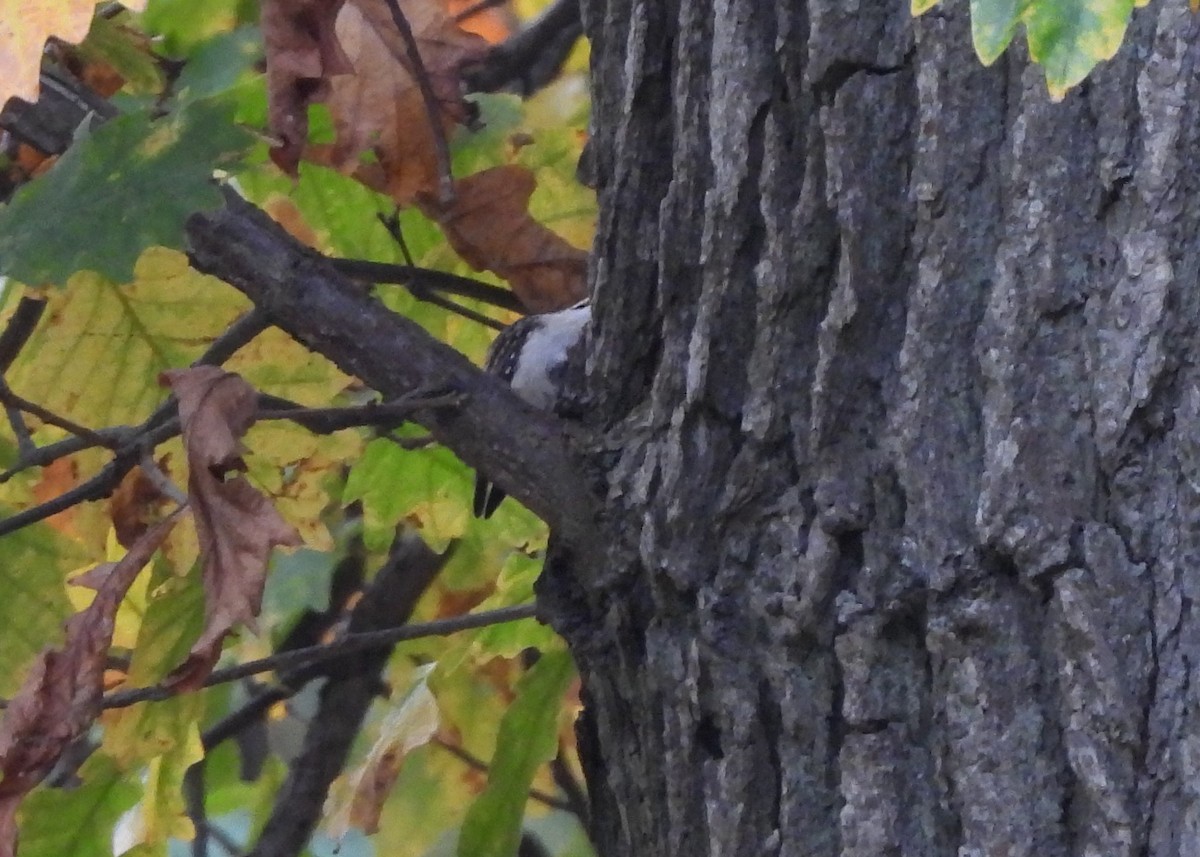 Brown Creeper - ML384735001