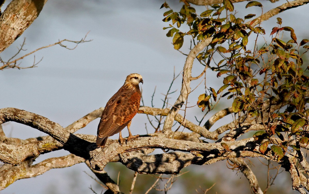 Black-collared Hawk - Jay McGowan