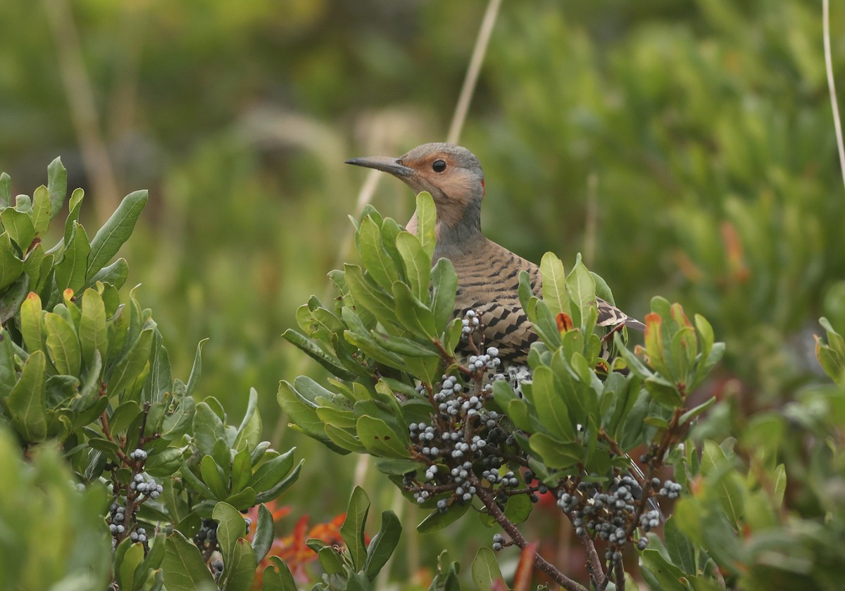 Northern Flicker (Yellow-shafted) - Jeremiah Trimble