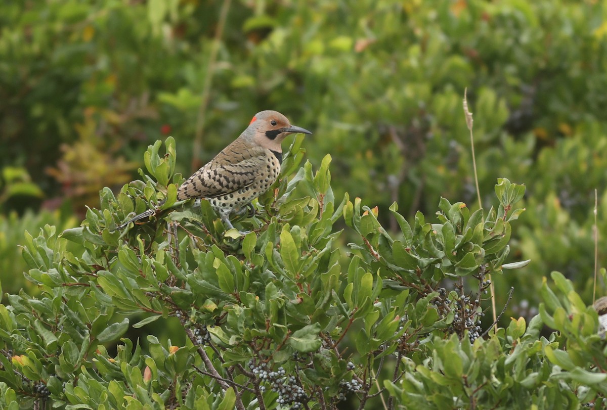 Northern Flicker (Yellow-shafted) - Jeremiah Trimble