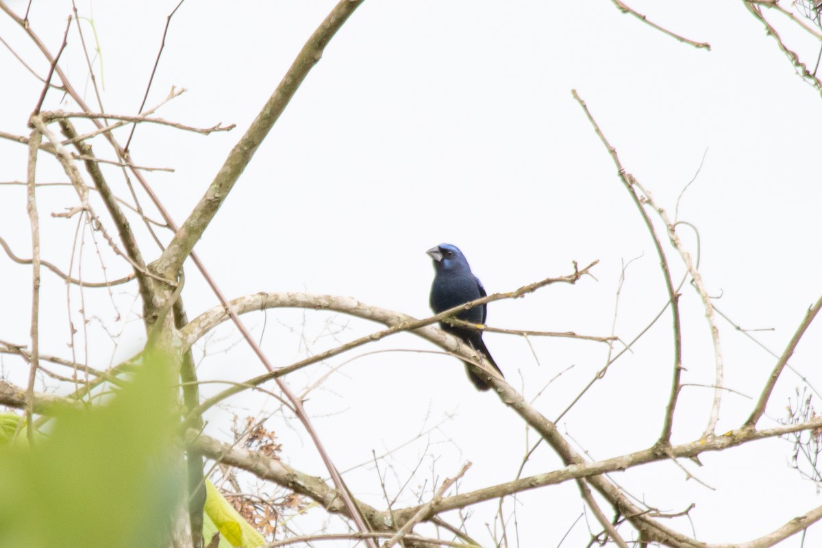 Ultramarine Grosbeak - ML384735761