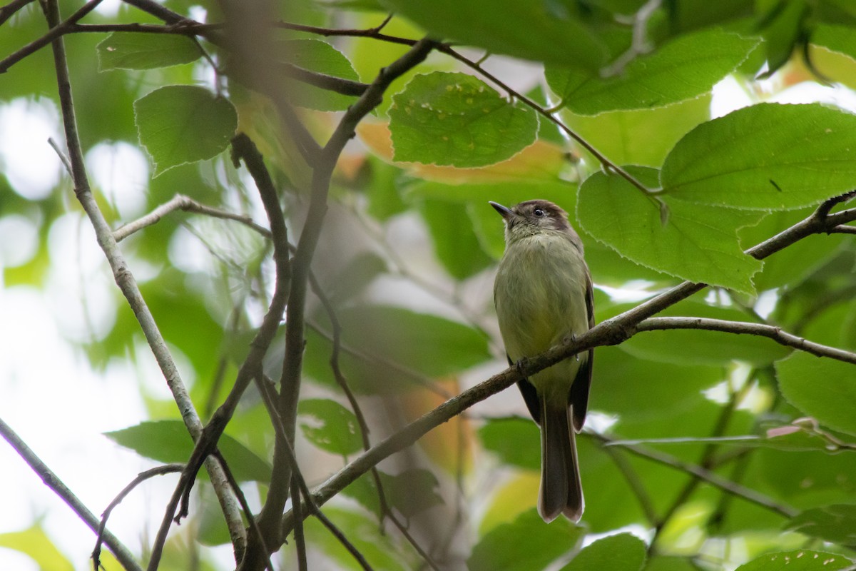 Sepia-capped Flycatcher - ML384736181