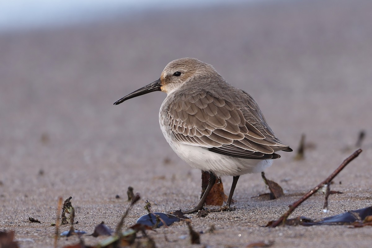 Dunlin - Steven Pitt