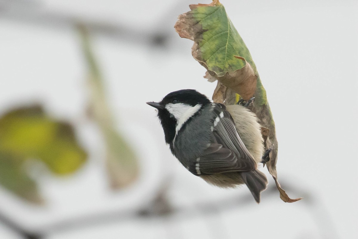 Coal Tit - Leo Damrow