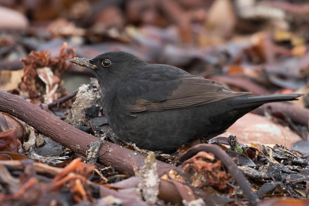 Eurasian Blackbird - Leo Damrow