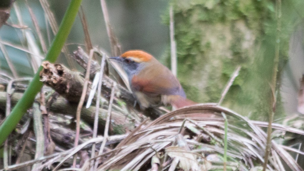 Rufous-capped Spinetail - ML384737651