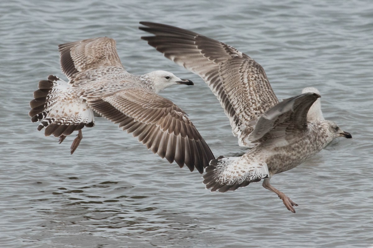 Caspian Gull - Leo Damrow